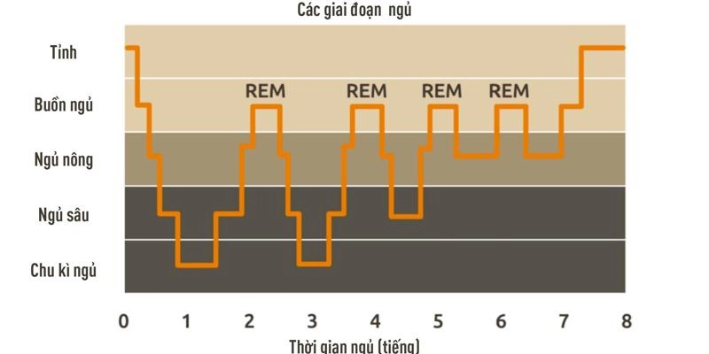 Giấc Ngủ REM