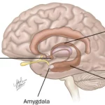 Hippocampus