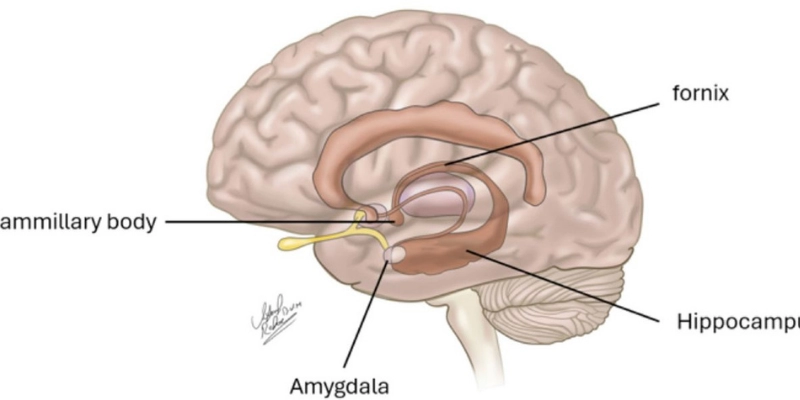 Hippocampus