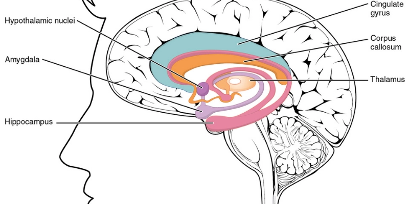 Hippocampus